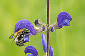 Brown Bumblebee (Bombus pascuorum) on Meadow Clary (Salvia pratensis) flower, France