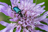 Long-horned Beetle (Carilia virginea) on flower, Martimpré pass, Vosges, France
