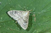 Mother of Pearl (Pleuroptya ruralis) on a leaf, Bouxières aux dames, Lorraine, France