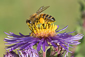 Abeille domestique (Apis mellifera) corbeilles pleines de pollen, Jardin botanique Jean-Marie Pelt à Nancy, Lorraine, France