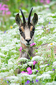 Chamois (Rupicapra rupicapra) in the flowers, Hohneck, Vosges, France