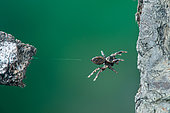 saut de l'Araignée saltique (Evarcha arcuata), France