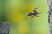 saut de l'Araignée saltique (Evarcha arcuata), France