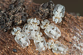 Sycamore Lace Bug (Corythucha ciliata) on plane bark, Canal edge, Mulhouse, Alsace, France