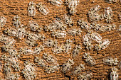 Sycamore Lace Bug (Corythucha ciliata) on plane bark, Canal edge, Mulhouse, Alsace, France
