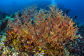 Expédition Tara Pacific - novembre 2017 Gorgone rouge (Melithaea sp), P: 18 m au nord du récif Ema dans la baie de Kimbe, Papouasie-Nouvelle-Guinée