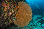 Expédition Tara Pacific - novembre 2017 Gorgone géante (Annella mollis, Syn Subergorgia mollis) sur un tombant, P: 24 m au nord du récif Ema dans la baie de Kimbe, Papouasie-Nouvelle-Guinée