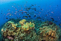 Tara Pacific expedition - november 2017 D: 22 m Bradford Shoal seamount, Kimbe Bay The reef structure is predominantly flat plates of hard corals, and adaptation allowing maximum utilization of the reduced sunlight at that depth. There are also many colonies of Leather Coral, Sarcophyton.