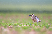 Stone-curlew (Burhinus oedicnemus) in a beet field in the rain in the Caen plain, Normandy, France