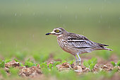 Stone-curlew (Burhinus oedicnemus) in a beet field in the rain in the Caen plain, Normandy, France