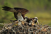 Osprey (Pandion haliaetus) couple on his nest with two chicks, an adult brings a fish