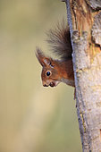 Red squirrel (Sciurus vulgaris) emerging from a tree trunk with a hazelnut between the teeth