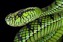 Sumatra pit viper (Parias sumatranus)