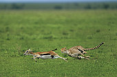 Cheetah (Acinonyx jubatus) chasing a Thomson's Gazelle (Gazella thomsonii) , Serengeti, Ngorongoro Conservation Area