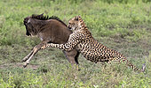 Cheetah (Acinonyx jubatus) catching a young wildebeest (Connochaetes taurinus), Serengeti, Tanzania