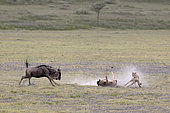 Cheetah (Acinonyx jubatus) hunting a young wildebeest (Connochaetes taurinus), Serengeti, Tanzania