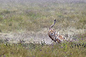 Cheetah (acinonyx jubatus) hunting a Thomson's Gazelle (Gazella thomsonii), Serengeti, Tanzania