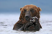 Kamchatka brown Bear (Ursus arctos beringianus) eating salmon in water, Kamchatka, Russia. Glanzlichter 2013 - Germany - Highly Commended