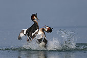 Great crested grebe (Podiceps cristatus) fighting, Garda lake, Italy. FIAP World Cup 2014 Silver Medal