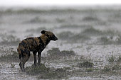 Wild dog (lycaon pictus) in the rain in the savannah, Serengeti, Tanzania. Asferico Italy 2017 - Highly Commended