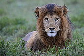 Lion (Panthera leo) male in rain, Ngorongoro Conservation Area, Serengeti, Tanzania. Asferico 2013 - Italy - Highly Commended Glanzlichter 2015 - Germany - Highly Commended