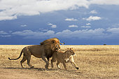 Lion (Panthera leo) couple, Ngorongoro Conservation Area, Serengeti, Tanzania