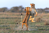 Lion (Panthera leo) lionesses fighting, Ngorongoro Conservation Area, Serengeti, Tanzania