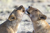Lion (Panthera leo)lionesses, Ngorongoro Conservation Area, Serengeti, Tanzania