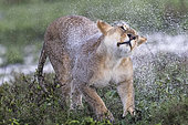 Lion (Panthera leo) lioness snorting, Ngorongoro Conservation Area, Serengeti, Tanzania
