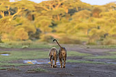 Lion (Panthera leo) couple, Ngorongoro Conservation Area, Serengeti, Tanzania