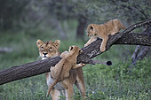 Lion (Panthera leo) lioness with cubs, Ngorongoro Conservation Area, Serengeti, Tanzania