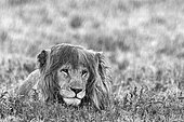 Lion (Panthera leo) male in rain, Ngorongoro Conservation Area, Serengeti, Tanzania