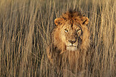 Lion (Panthera leo) male, Ngorongoro Conservation Area, Serengeti, Tanzania