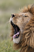Lion (Panthera leo) male yawning, Ngorongoro Conservation Area, Serengeti, Tanzania