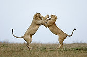 Lion (Panthera leo) fighting, Ngorongoro Conservation Area, Serengeti, Tanzania