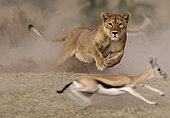 Lion (Panthera leo), lioness chasing a Thomson's Gazelle (Gazella thomsonii) , Serengeti, Ngorongoro Conservation Area