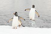 Jumping out of the Gentoo Penguin (Pygoscelis papua) water landing on fixed pack ice, Antarctica