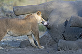 Lion (Panthera leo) lioness and corpse of African Elephant (Loxodonta africana), Serengeti, Tanzania