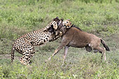 Cheetah (Acinonyx jubatus) killing a wildebeest (Connochaetes taurinus), Serengeti, Tanzania, Sidney Australia 2018 - Gold Medal