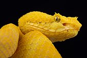 Portrait of Eyelash viper (Bothriechis schlegelii) on black background.