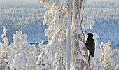 Black Woodpecker male (Dryocopus martius), Kuusamo, Finland