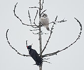 Hawk Owl (Surnia ulula) and Black Woodpecker (Dryocopus martius), Helsinki, Finland