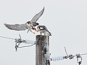 Peregrine (Falco peregrinus) Canada January 2017 Some wires removed