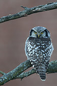 Hawk Owl (Surnia ulula) on a branch, Helsinki, Finland