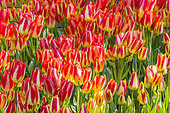 Tulip 'Florette' in bloom in a garden