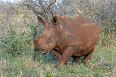 White Rhinoceros (Ceratotherium simum) horn cut off to avoid poaching, KwaZulu-Natal, South Africa