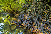 Wall of alder roots on the banks of the Seran in autumn, with their powerful intertwined roots, the alders play a vital role in the protection of the banks of rivers against erosion of floods, Natural Reserve of the Marsh of Lavours, Bugey, Ain , France
