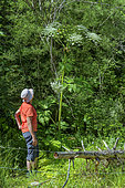 Giant Hogweed (Heracleum mantegazzianum) is an introduced and invasive species, which produces furocoumarins, including xanthotoxin, present in sap and phototoxic, Hautes Alpes, France