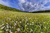 Field of Daisies (Leucanthemum vulgare) and storm approaching in the Jura, Col de Richemont, Haut Bugey, France