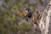 African hoopoe (Upupa africana) in flight in Kruger National park, South Africa